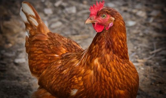 layer chicken